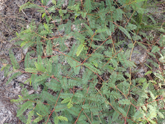 Chamaecrista fasciculata