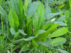 Helminthotheca echioides