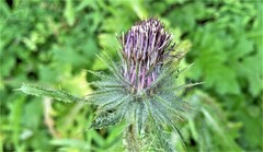 Cirsium edule