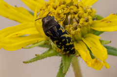 Acmaeodera pulchella