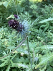 Cirsium edule