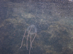 Carybdea brevipedalia