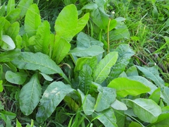 Helminthotheca echioides