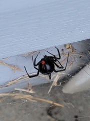 Latrodectus