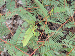 Chamaecrista fasciculata