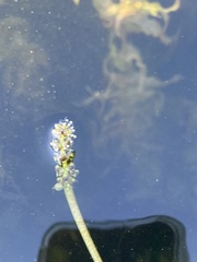 Potamogeton richardsonii