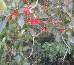 Crataegus succulenta