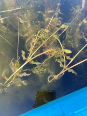Potamogeton richardsonii