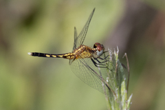 Erythrodiplax minuscula