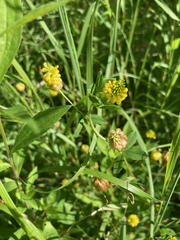 Trifolium aureum