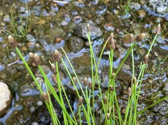 Eleocharis obtusa