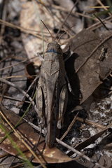 Pardalophora phoenicoptera