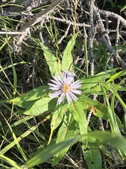 Symphyotrichum ciliolatum