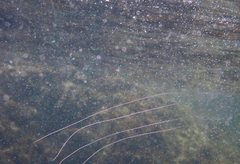 Carybdea brevipedalia