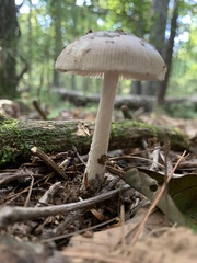 Amanita rhacopus