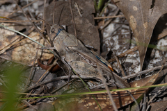 Pardalophora phoenicoptera