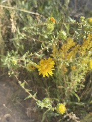 Grindelia squarrosa
