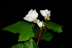 Rubus trilobus