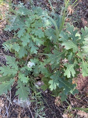 Quercus gambelii