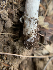 Amanita rhacopus