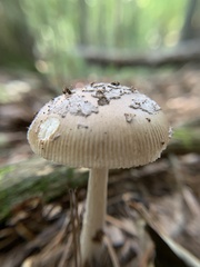 Amanita rhacopus