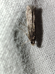 Telphusa cistiflorella