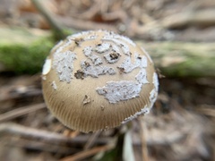 Amanita rhacopus