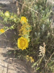 Grindelia squarrosa