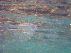 Carybdea brevipedalia