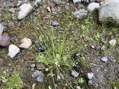 Eleocharis obtusa