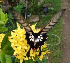Papilio memnon