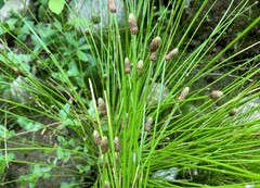 Eleocharis obtusa