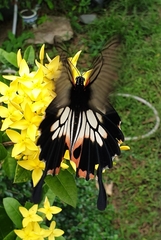 Papilio memnon