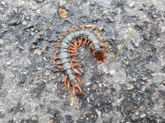 Scolopendra mutilans