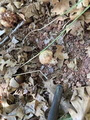 Scleroderma areolatum