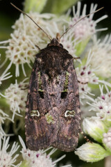 Lacinipolia renigera