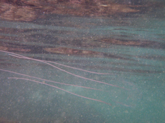 Carybdea brevipedalia