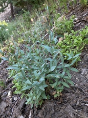Epilobium glaberrimum
