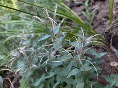 Epilobium glaberrimum