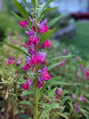 Impatiens balsamina