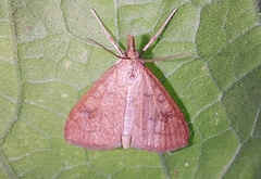 Udea rubigalis