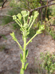 Carphephorus corymbosus
