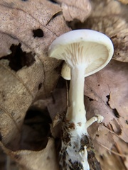 Clitocybe robusta