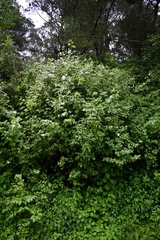 Rubus trilobus