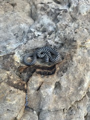 Arizona elegans elegans