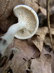 Clitocybe robusta