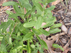 Carphephorus corymbosus