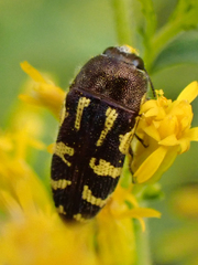 Acmaeodera pulchella