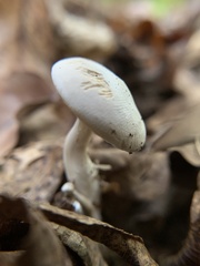 Clitocybe robusta