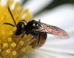 Lasioglossum zephyrus